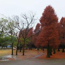 メタセコイアかなあ。
