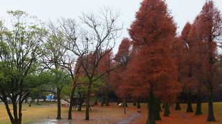 冬でも木々がきれい