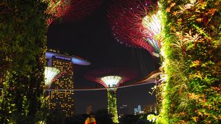 闇に光るスーパーツリーは圧巻