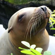 この近さで　見られる