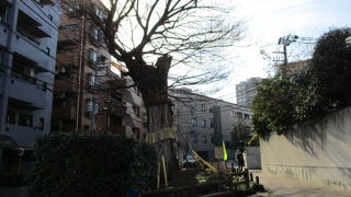 東京大空襲に耐えた推定樹齢３００年の古木です。