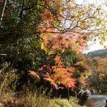 栂尾山、高雄山と下に下りて来て、紅葉が見られました。