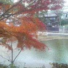 12月だと紅葉の残る木々もありました