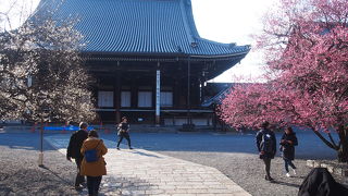 境内の木々の花がきれい