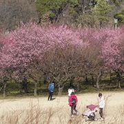 大高緑地の梅林の梅が咲き始めました。