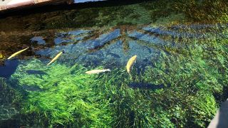 富士山近くの湧水地