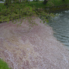 お堀に敷き詰められた桜のじゅうたん