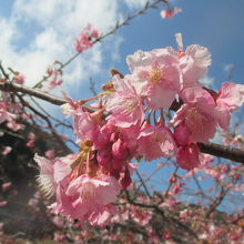 比較的よく開花している木を撮りました。