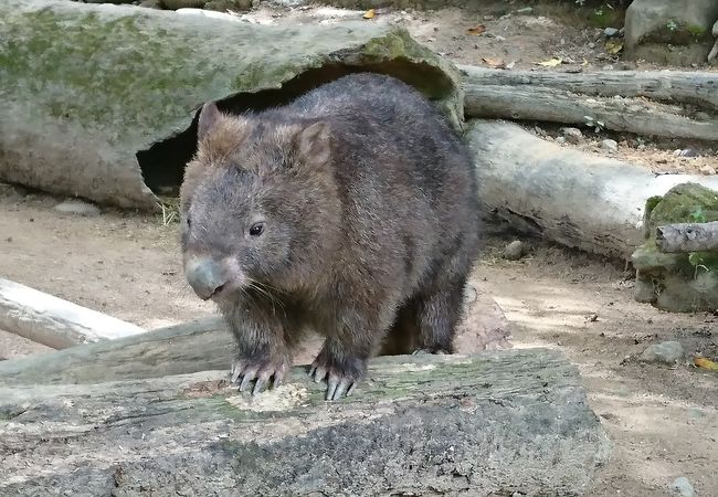 コアラ、ワラビー、ウォンバッド