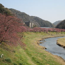 青野川沿いに桜の木が植えられています。