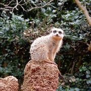 予想以上に楽しい動物園