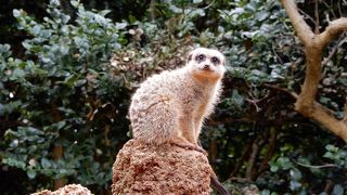 予想以上に楽しい動物園