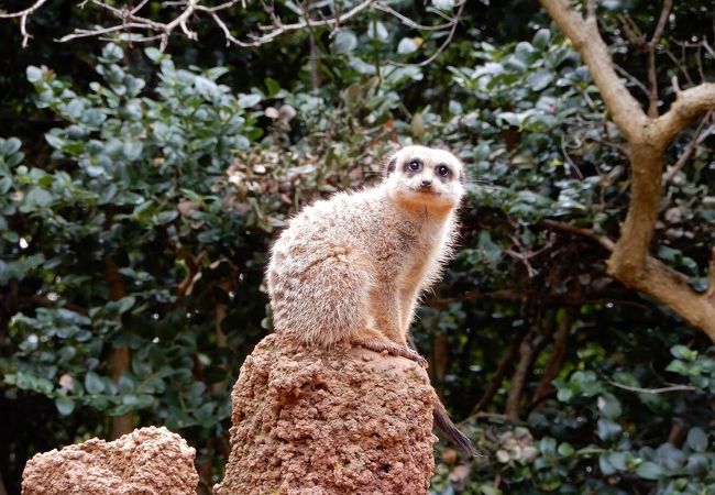 予想以上に楽しい動物園