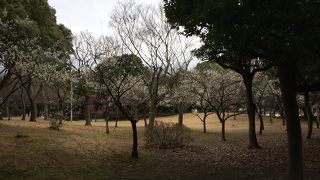 幕張新都心にある千葉県立公園