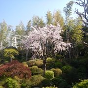 まだ枝垂れ桜は咲いていた