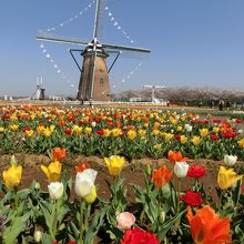 オランダ風車を背景にチューリップが咲き揃います