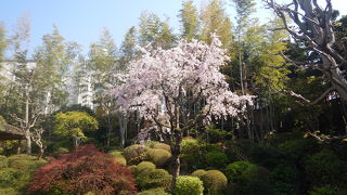 まだ枝垂れ桜は咲いていた