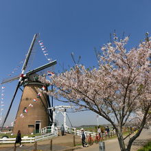 風車脇には印旛沼沿いに桜並木の遊歩道があります