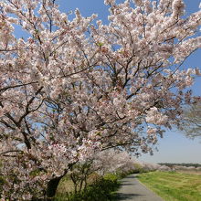 遊歩道の桜並木も満開でした