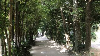 水牛車もありました