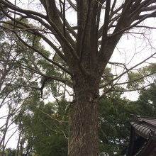 ご神木のイチョウ