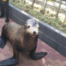 カリフォルニアのアシカ