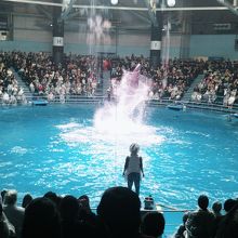 光のショーも楽しめるイルカショー