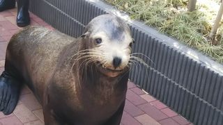 都会の一味違う水族館