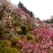 '18/2/28現在で7分咲き