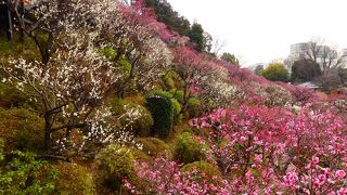 7分咲きでしたが、斜面に咲く梅が綺麗でした