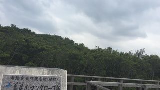 宮古島のマングローブが揃ってる