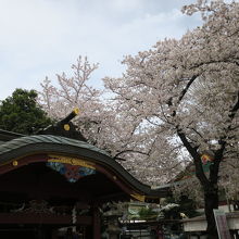 桜がさいてました