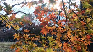 紅葉がとてもきれいでした。