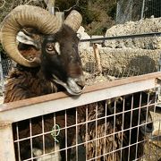 自由すぎる動物園