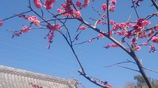 大岡越前菩提寺の隣り