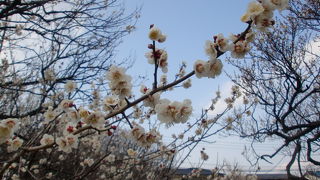 梅まつり開催間近