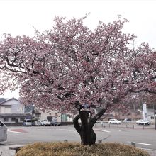 一本の桜の木がありました。