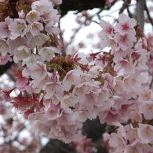 桜の拡大。