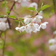 サクラ保存林があることで知られます。