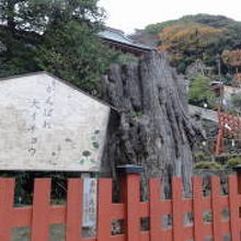 倒れた大イチョウです