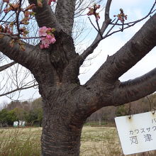 川津桜　チラホラ咲いています
