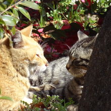 ラベンダー園　猫ちゃんが日向ぼっこ