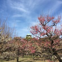 大阪城公園内の梅林
