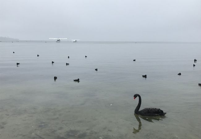 ロトルア湖と戦争記念公園 クチコミ アクセス 営業時間 ロトルア フォートラベル ロトルア湖と戦争記念公園 クチコミ アクセス 営業時間 ロトルア フォートラベル