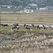 餌をついばんでるのでしょうか？