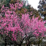 今年は梅の開花が遅れていました。お寺の境内も回ったら面白そうでした