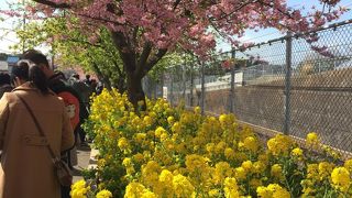 やや葉桜ですが、ほぼ満開。