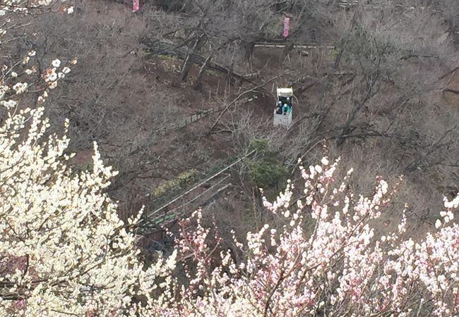 田浦梅林まつり