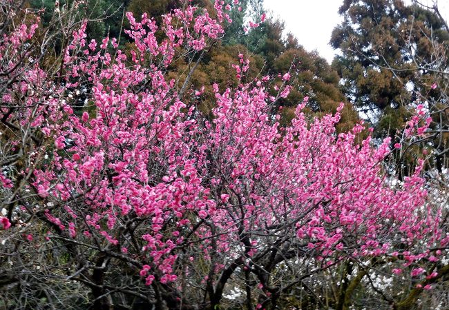 今年は梅の開花が遅れていました。お寺の境内も回ったら面白そうでした