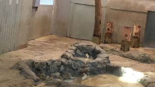 シャンシャンの背中